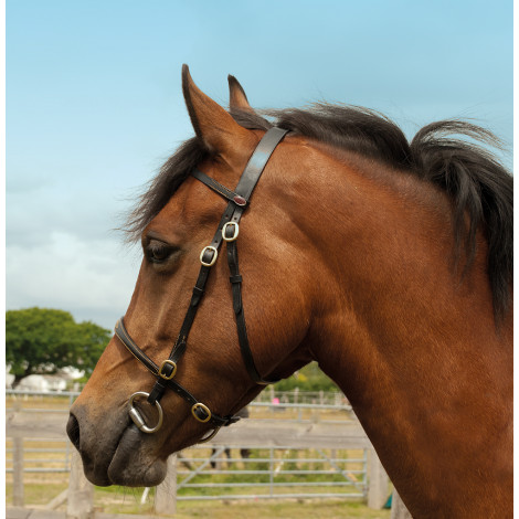 Windsor Equestrian Leather In-Hand Bridle